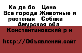 Ка де бо › Цена ­ 25 - Все города Животные и растения » Собаки   . Амурская обл.,Константиновский р-н